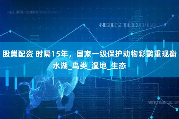 股巢配资 时隔15年，国家一级保护动物彩鹮重现衡水湖_鸟类_湿地_生态